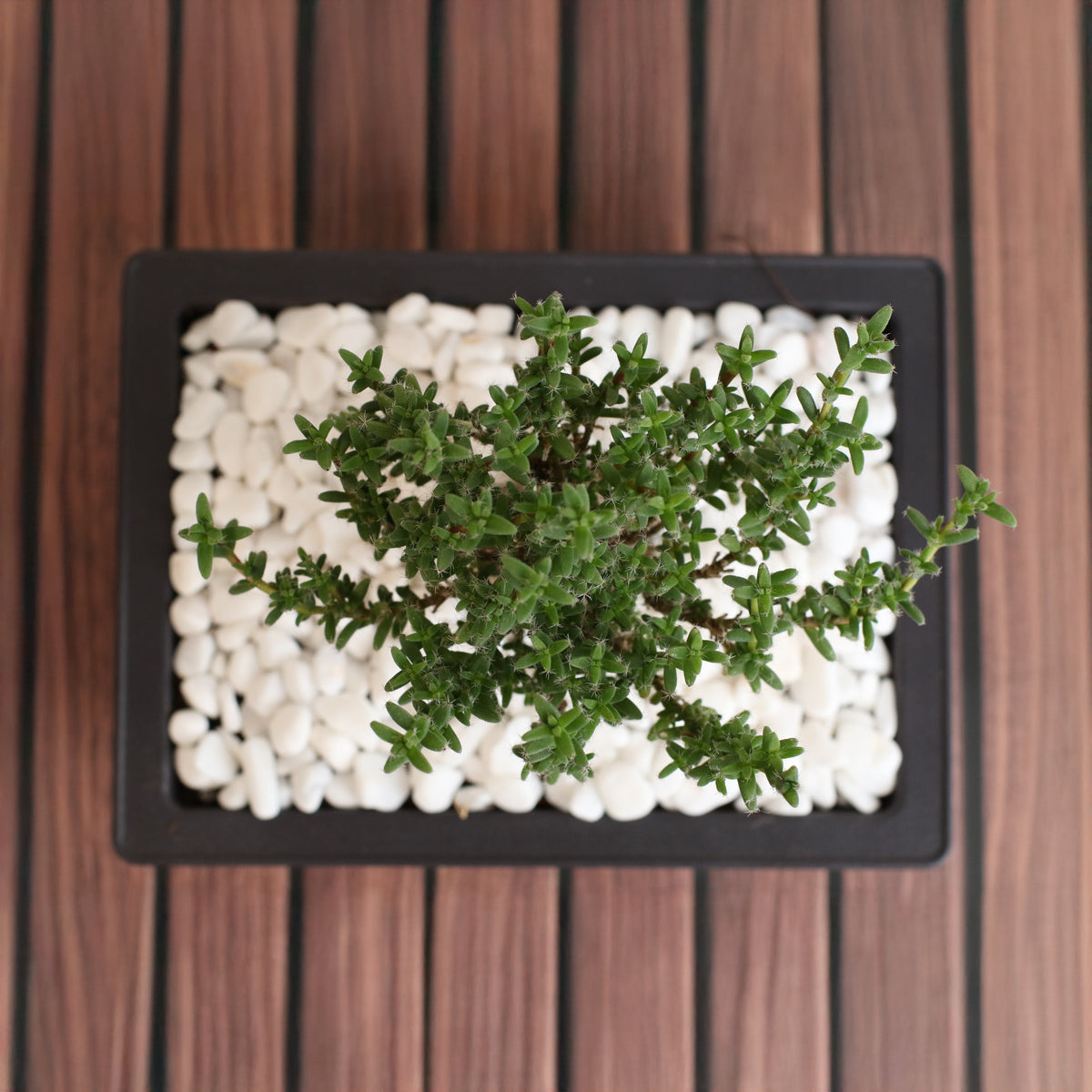 African Bonsai – Trichodiadema bulbosum view from above