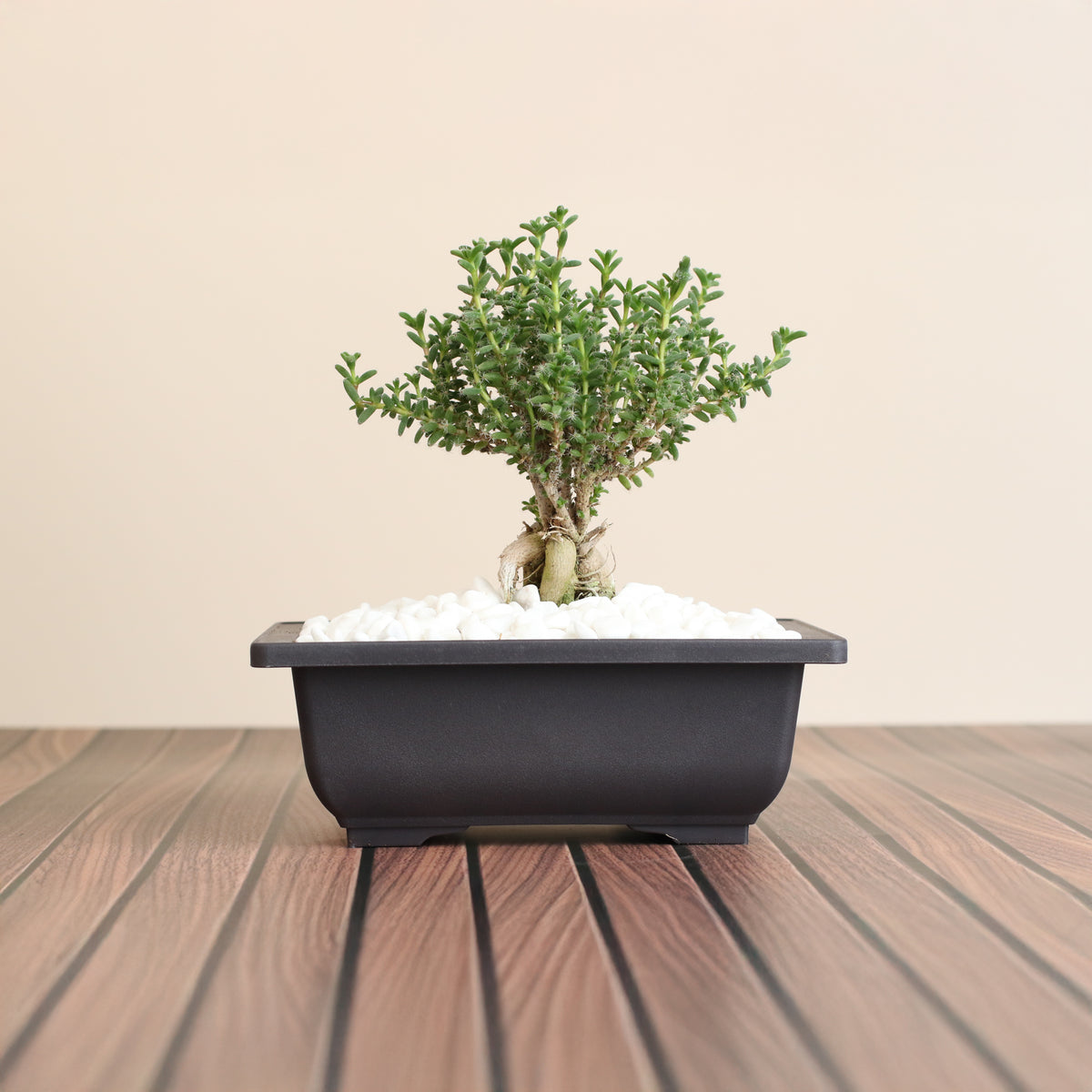 African Bonsai – Trichodiadema bulbosum