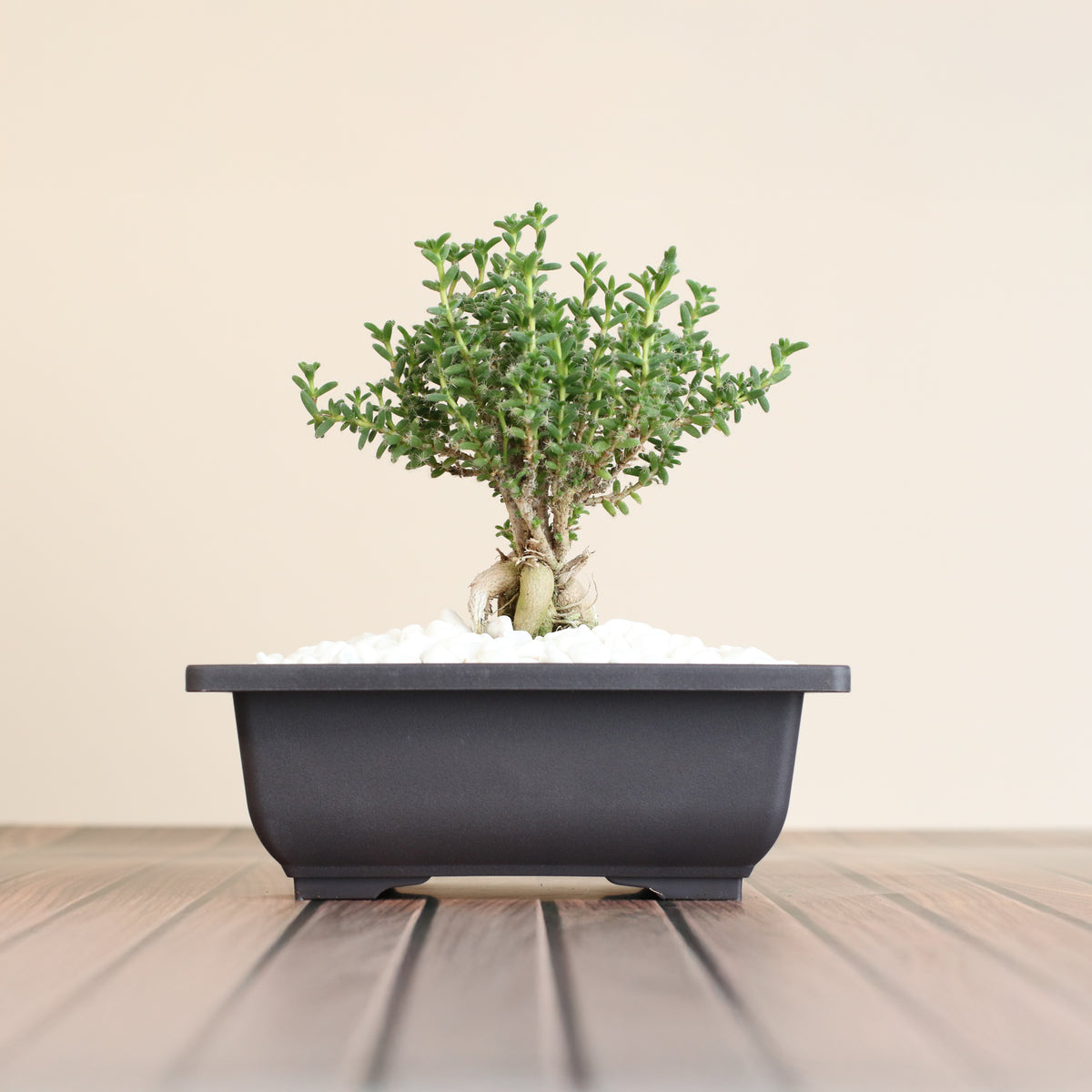 African Bonsai – Trichodiadema bulbosum