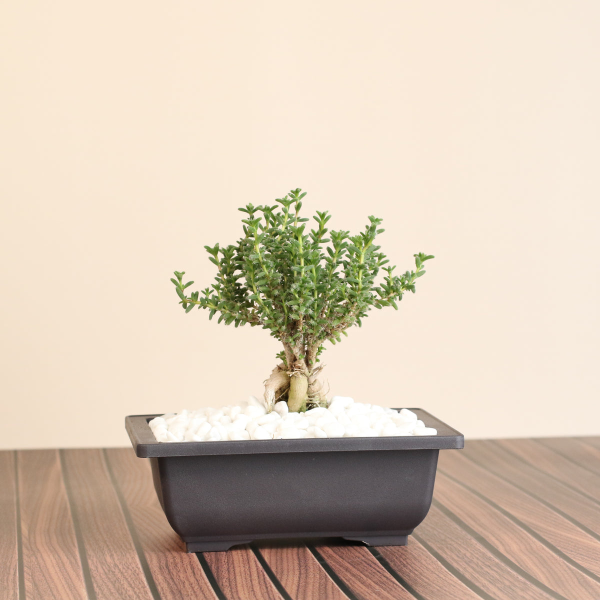 African Bonsai – Trichodiadema bulbosum