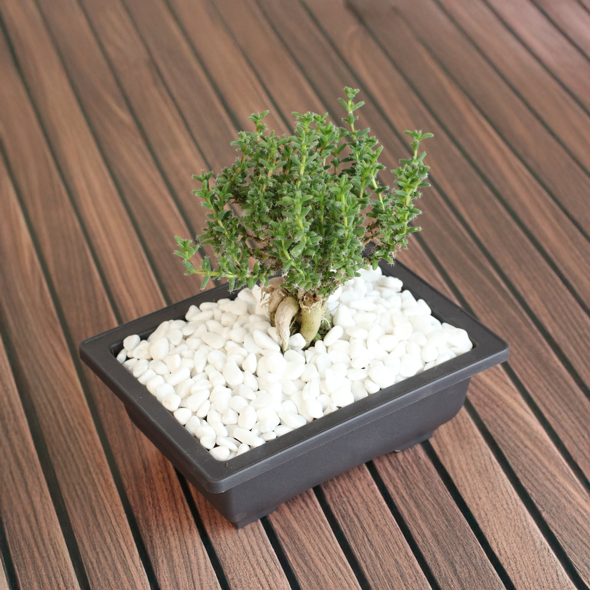 African Bonsai – Trichodiadema bulbosum