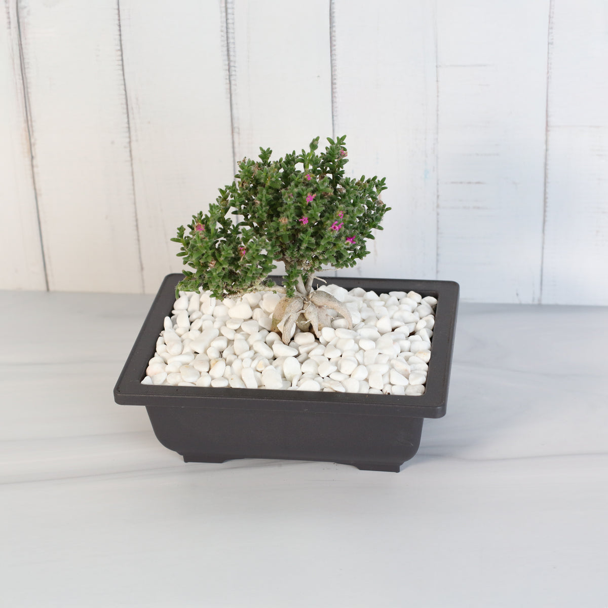 African Bonsai – Trichodiadema bulbosum