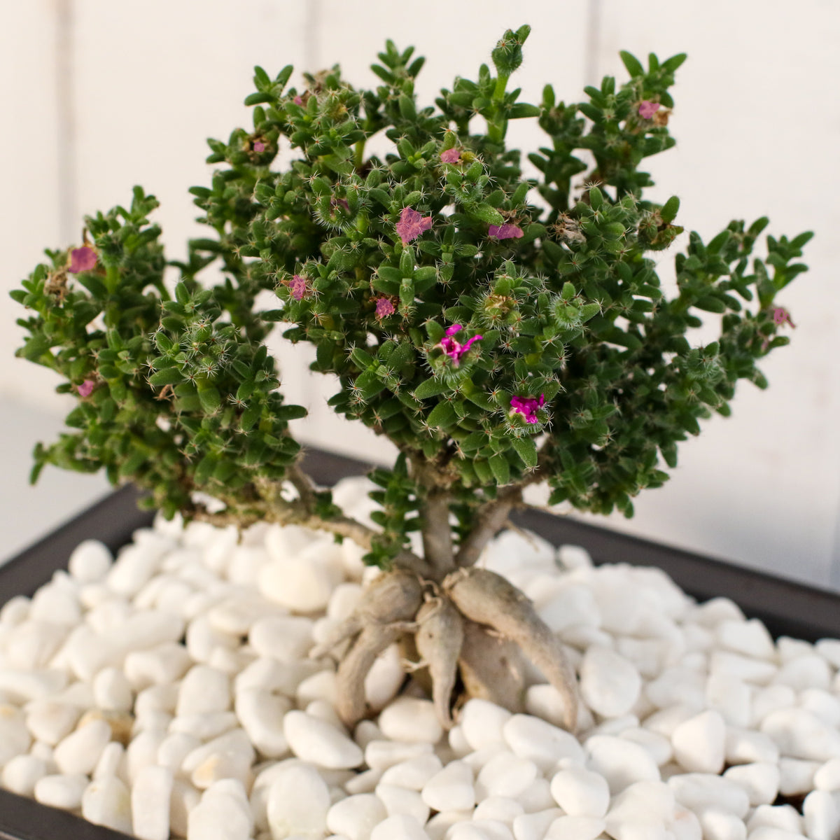 African Bonsai – Trichodiadema bulbosum