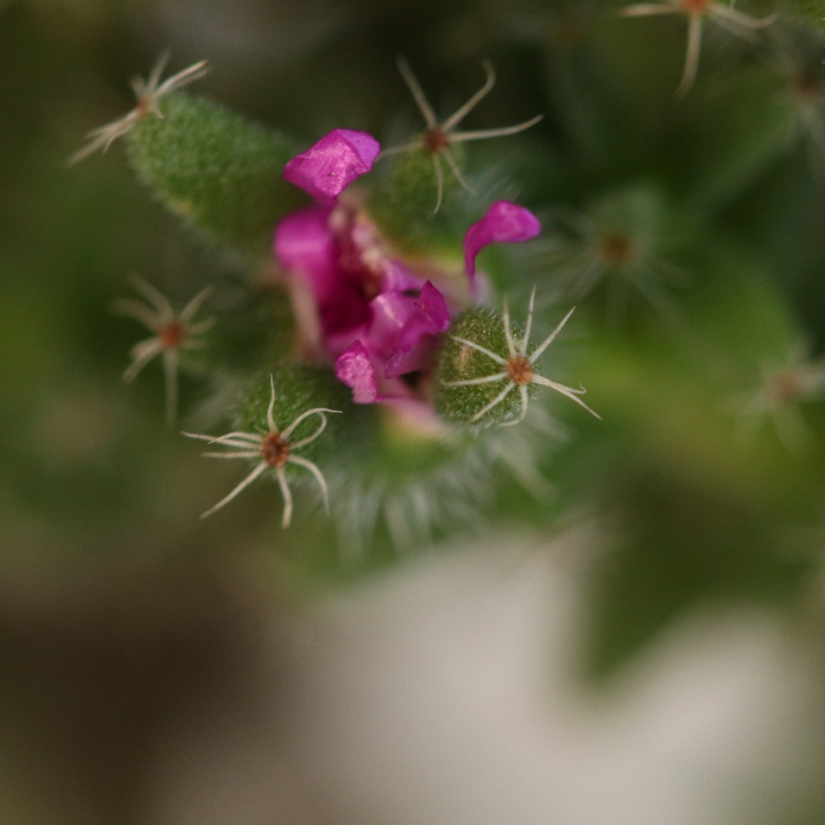 African Bonsai – Trichodiadema bulbosum flower