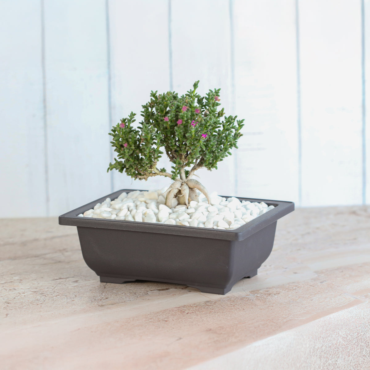 African Bonsai blooming