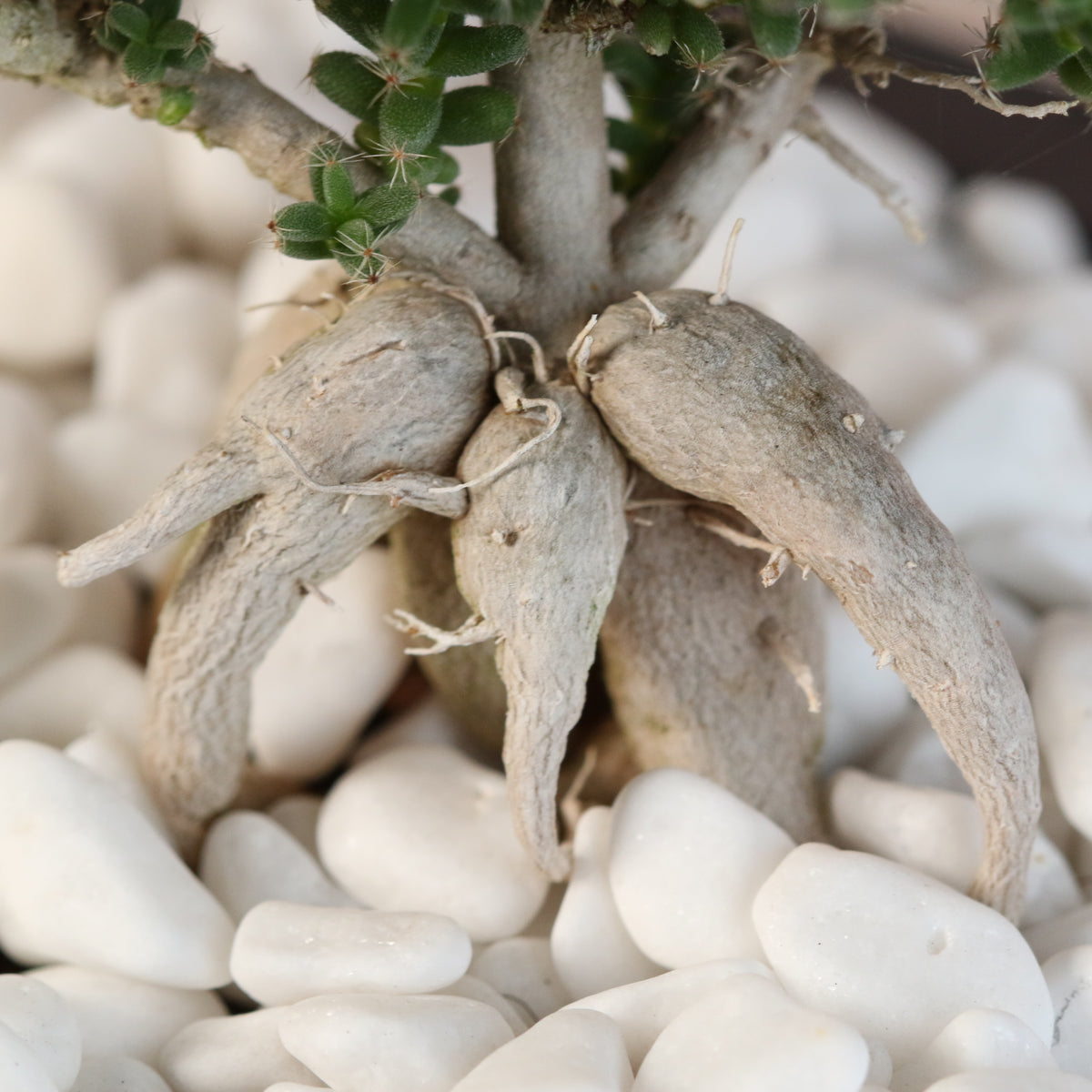 African Bonsai – Trichodiadema bulbosum trunk.