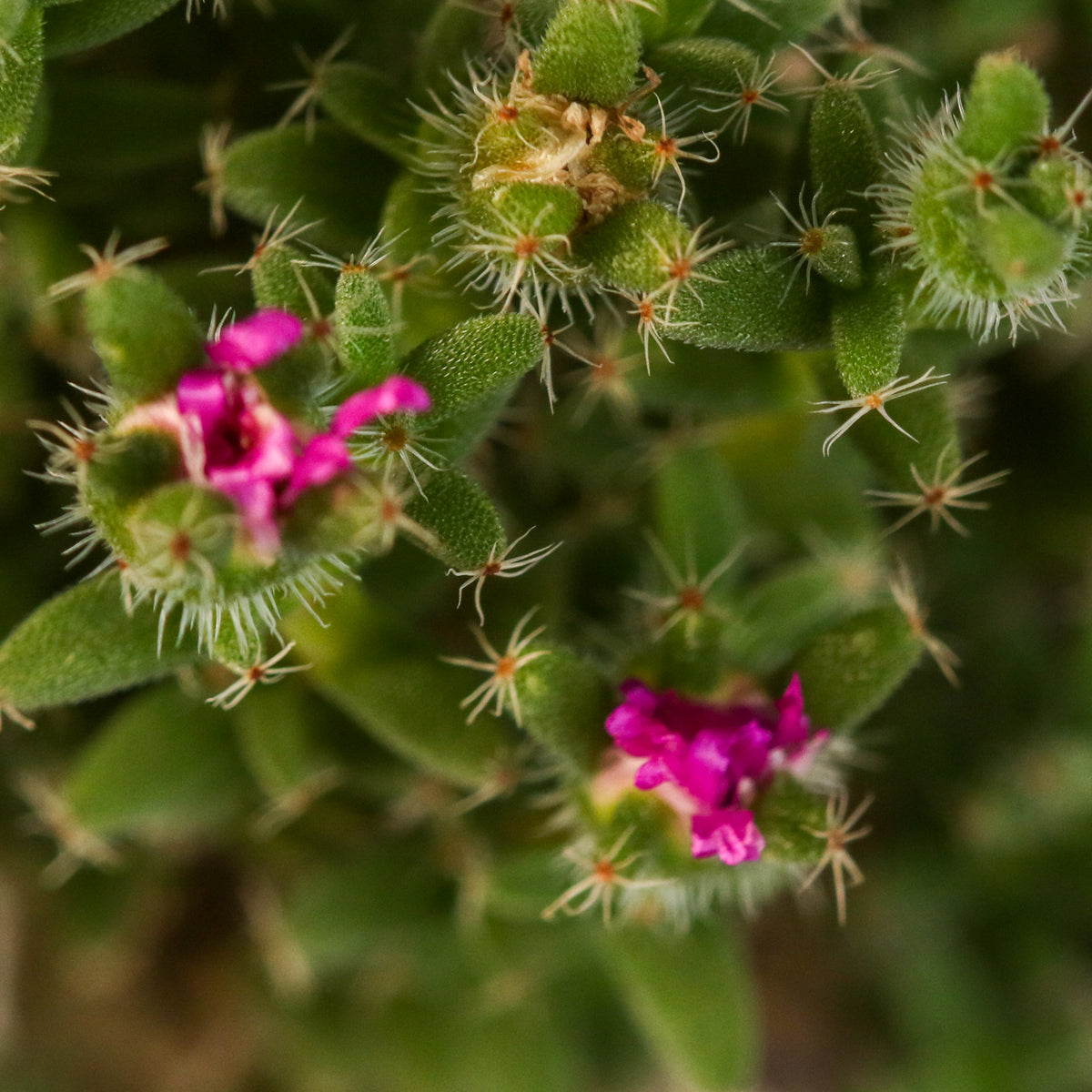 African Bonsai – Trichodiadema bulbosum