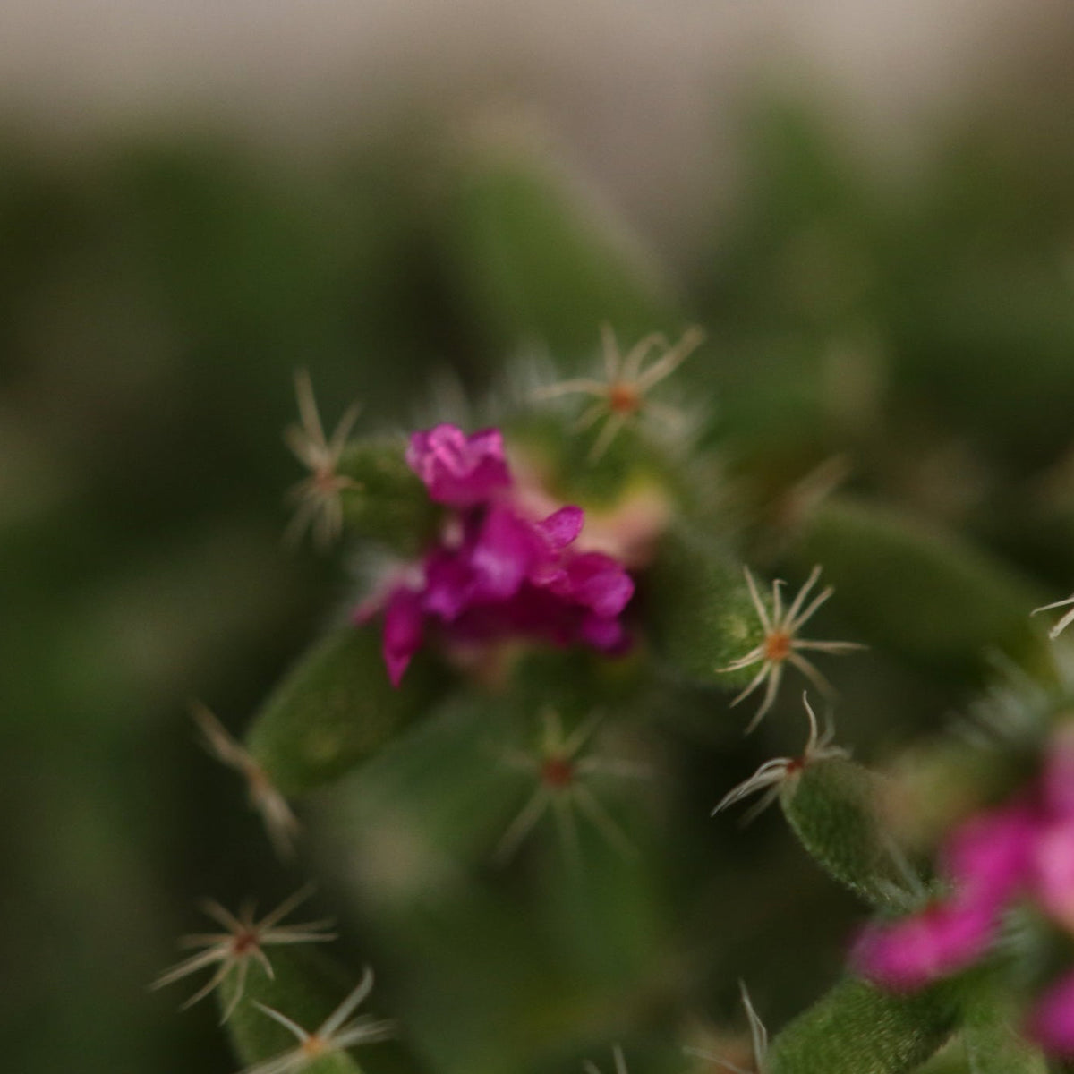 African Bonsai – Trichodiadema bulbosum