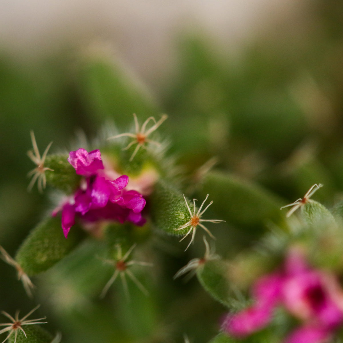 African Bonsai – Trichodiadema bulbosum flower