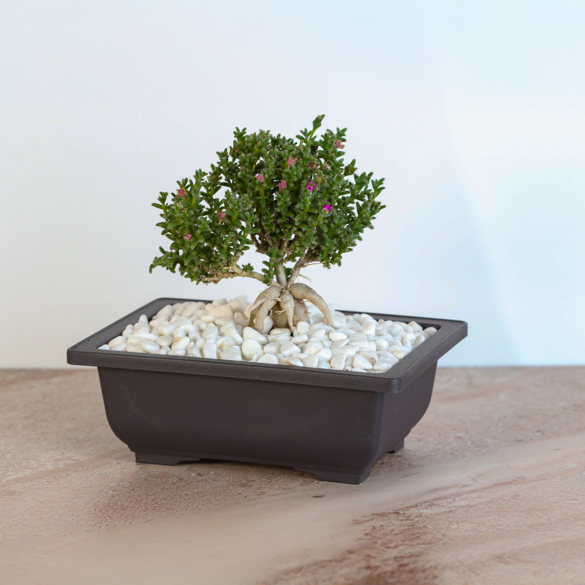 African Bonsai – Trichodiadema bulbosum