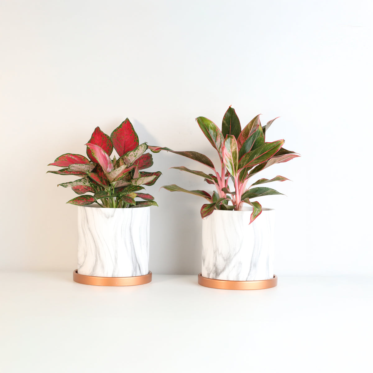 Aglaonema Plant Bundle