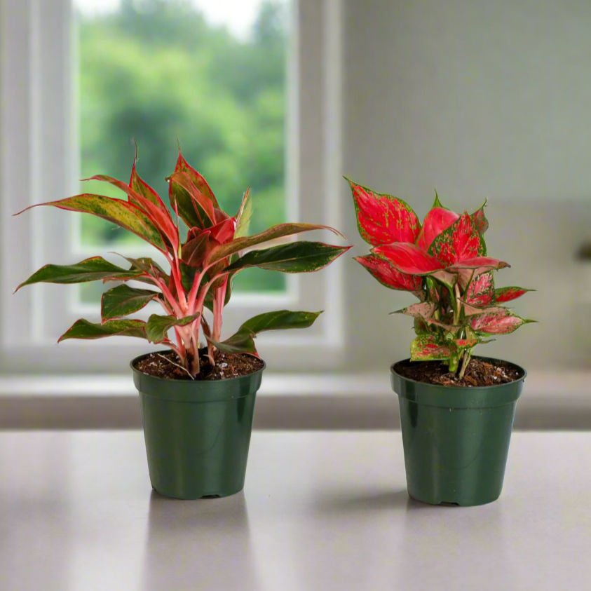 Aglaonema Plant Bundle