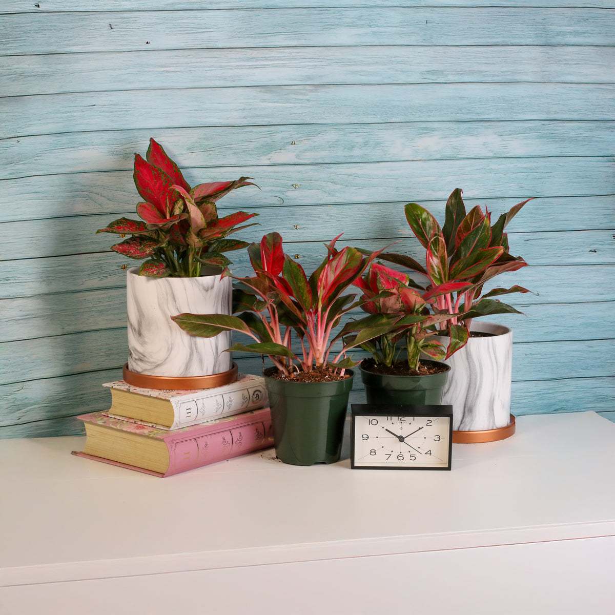 Aglaonema Plants