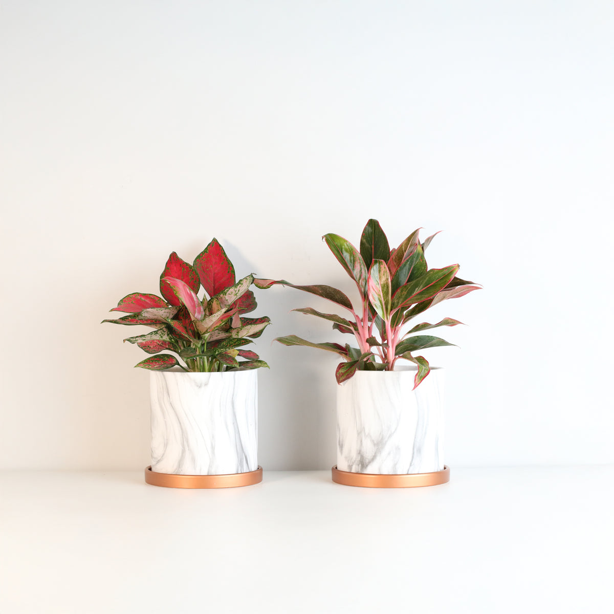 Aglaonema Plant Bundle