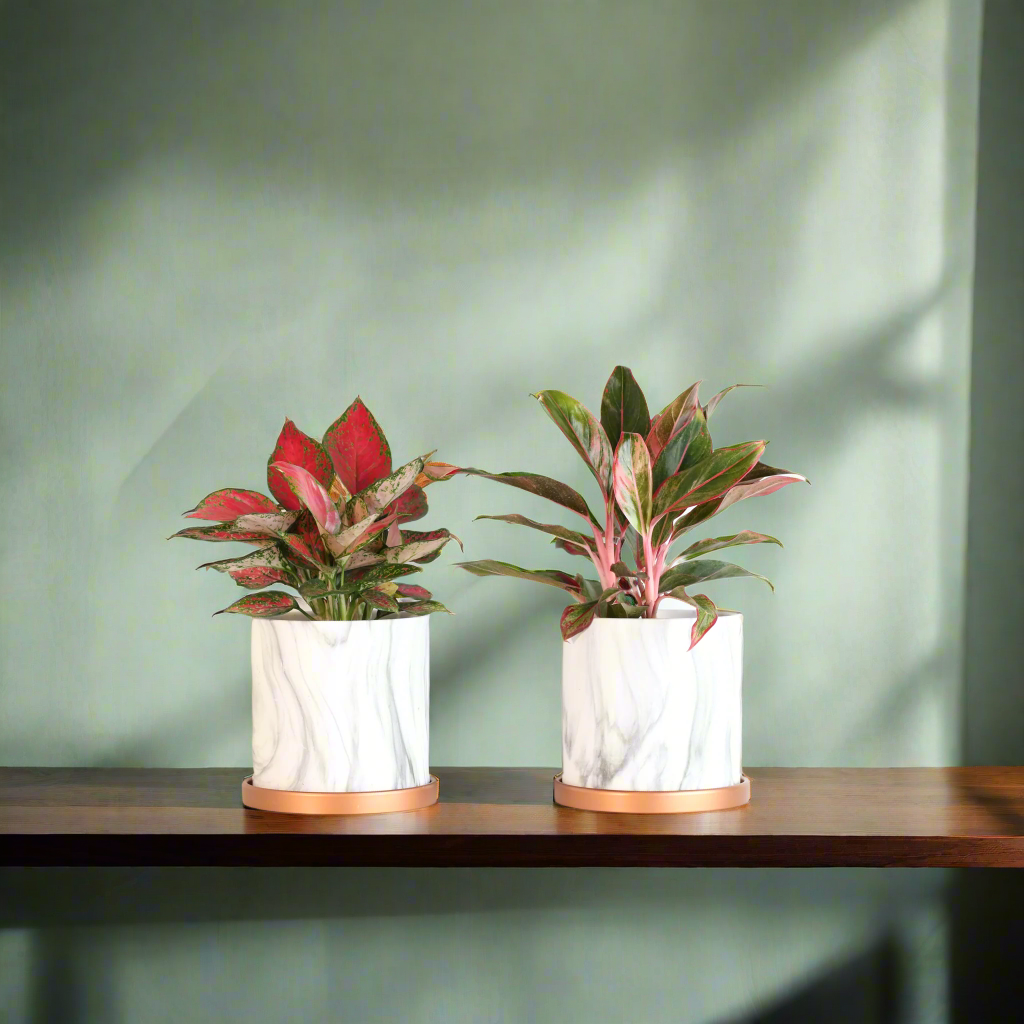 Aglaonema Plant Bundle