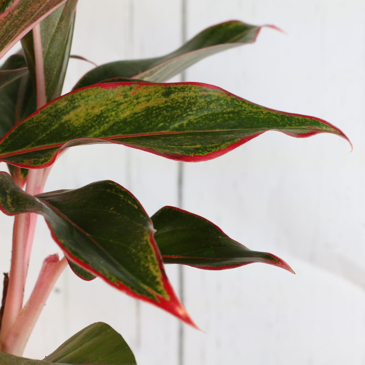 Aglaonema 'Siam'