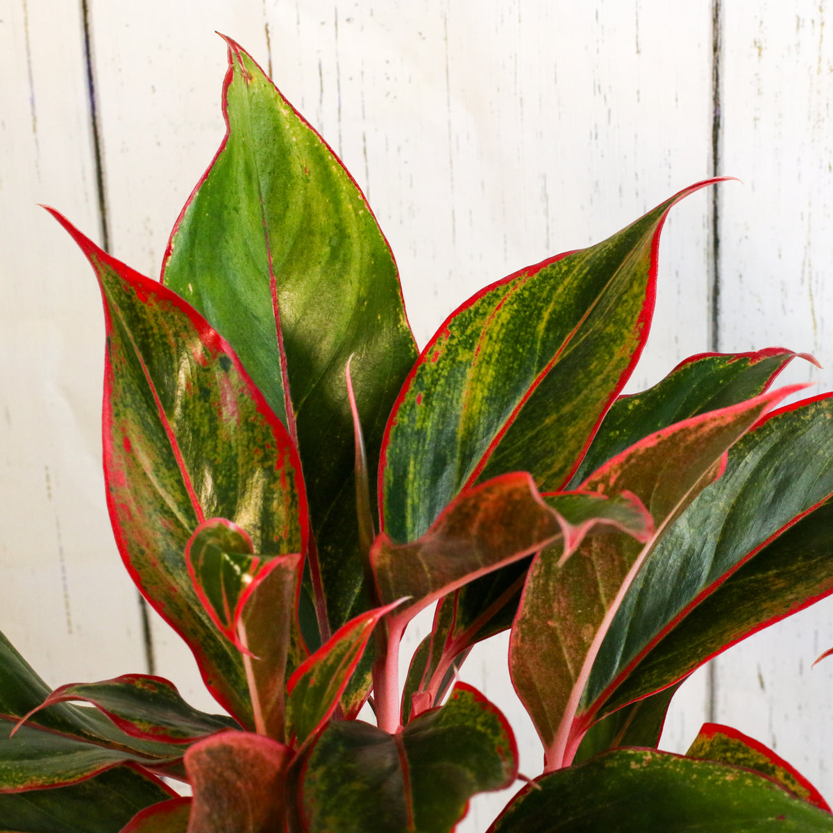 Aglaonema 'Siam'
