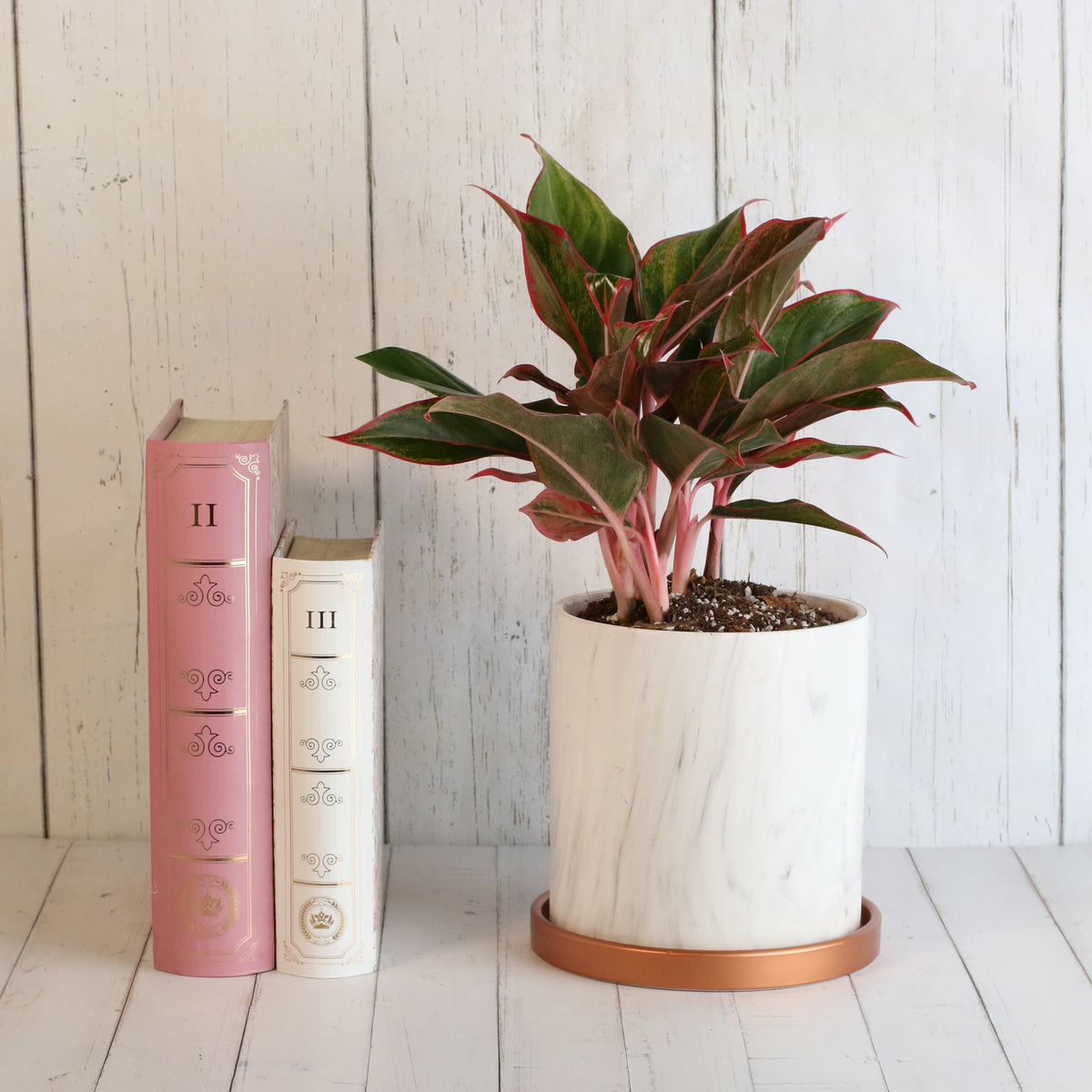 Aglaonema 'Siam' plant next to books.