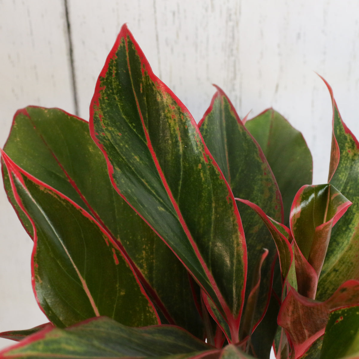 Aglaonema 'Siam'