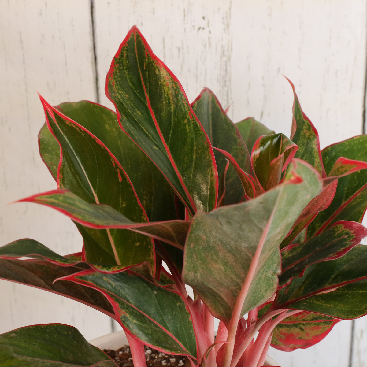 Aglaonema 'Siam' leaves