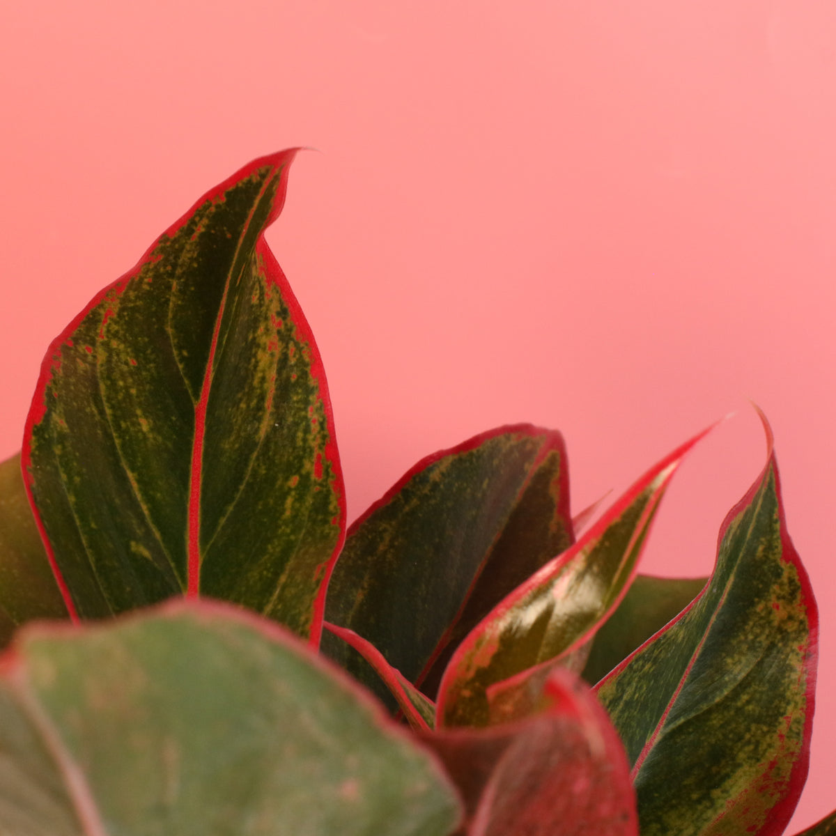 Aglaonema 'Siam'
