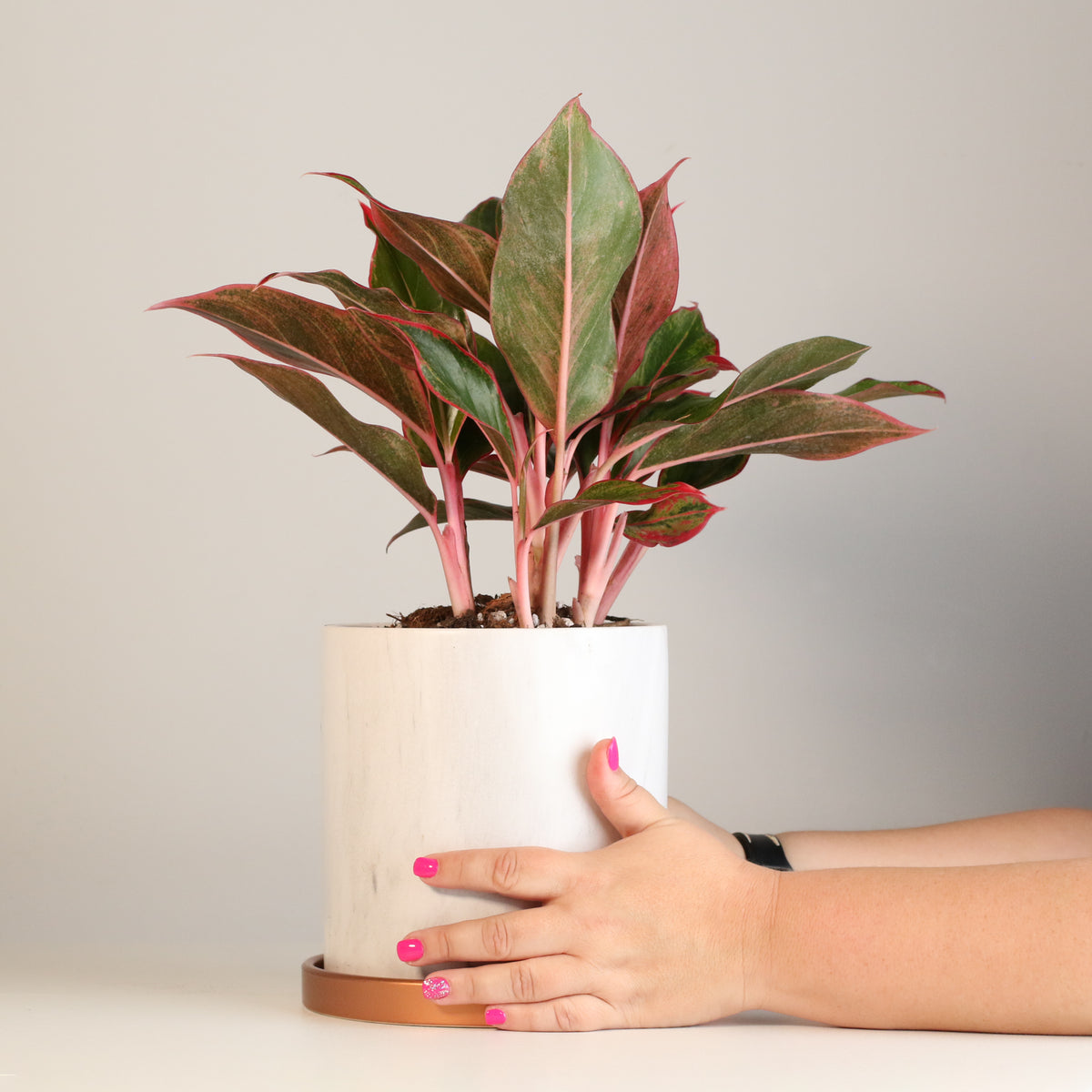 Hands holding Aglaonema 'Siam' Plant