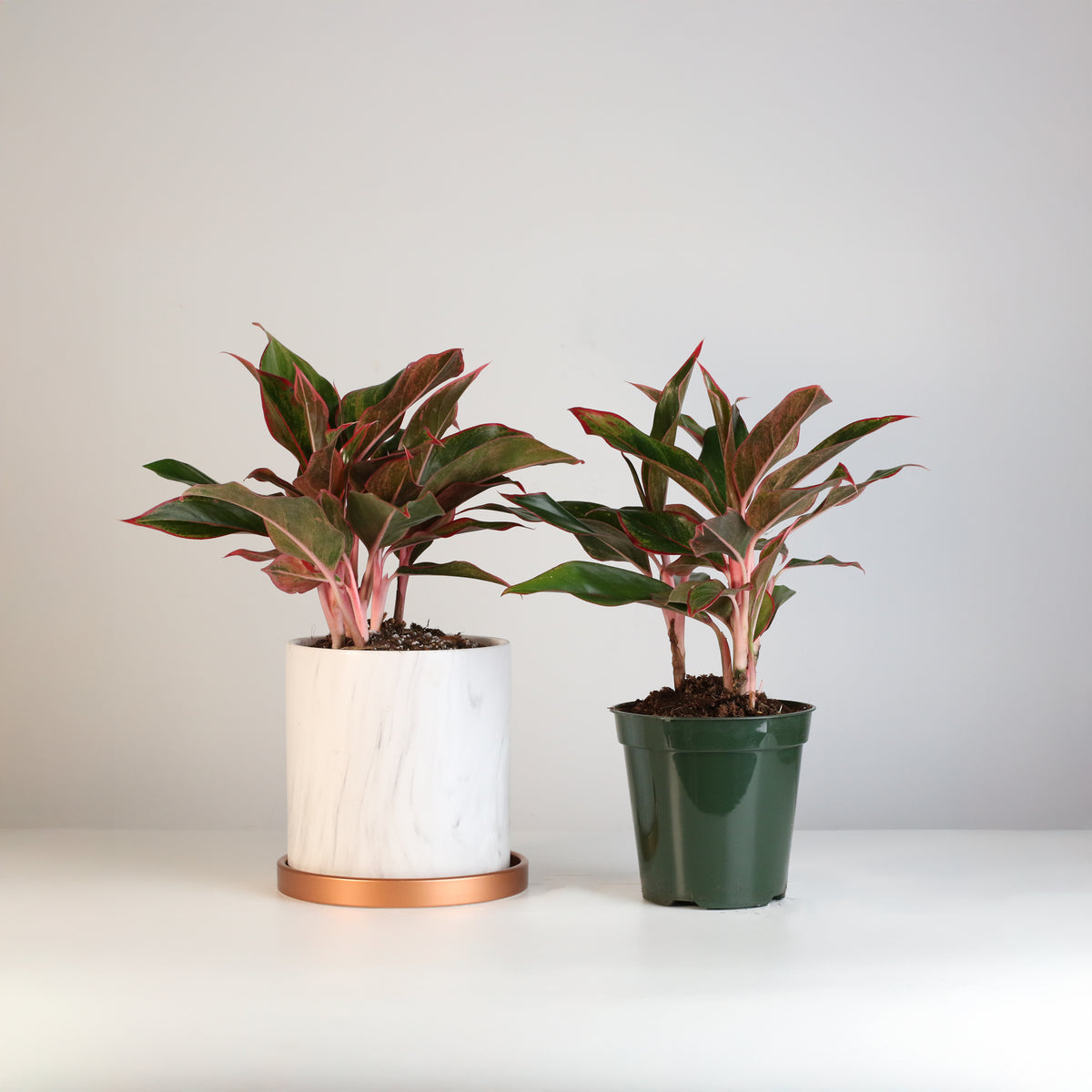 Aglaonema 'Siam'
