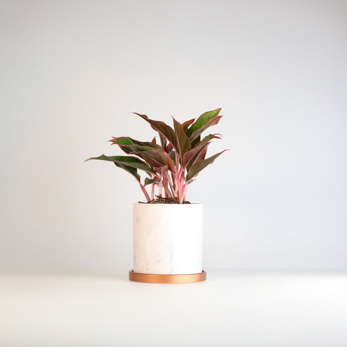 Aglaonema 'Siam' in 6.5"  Selene Planter