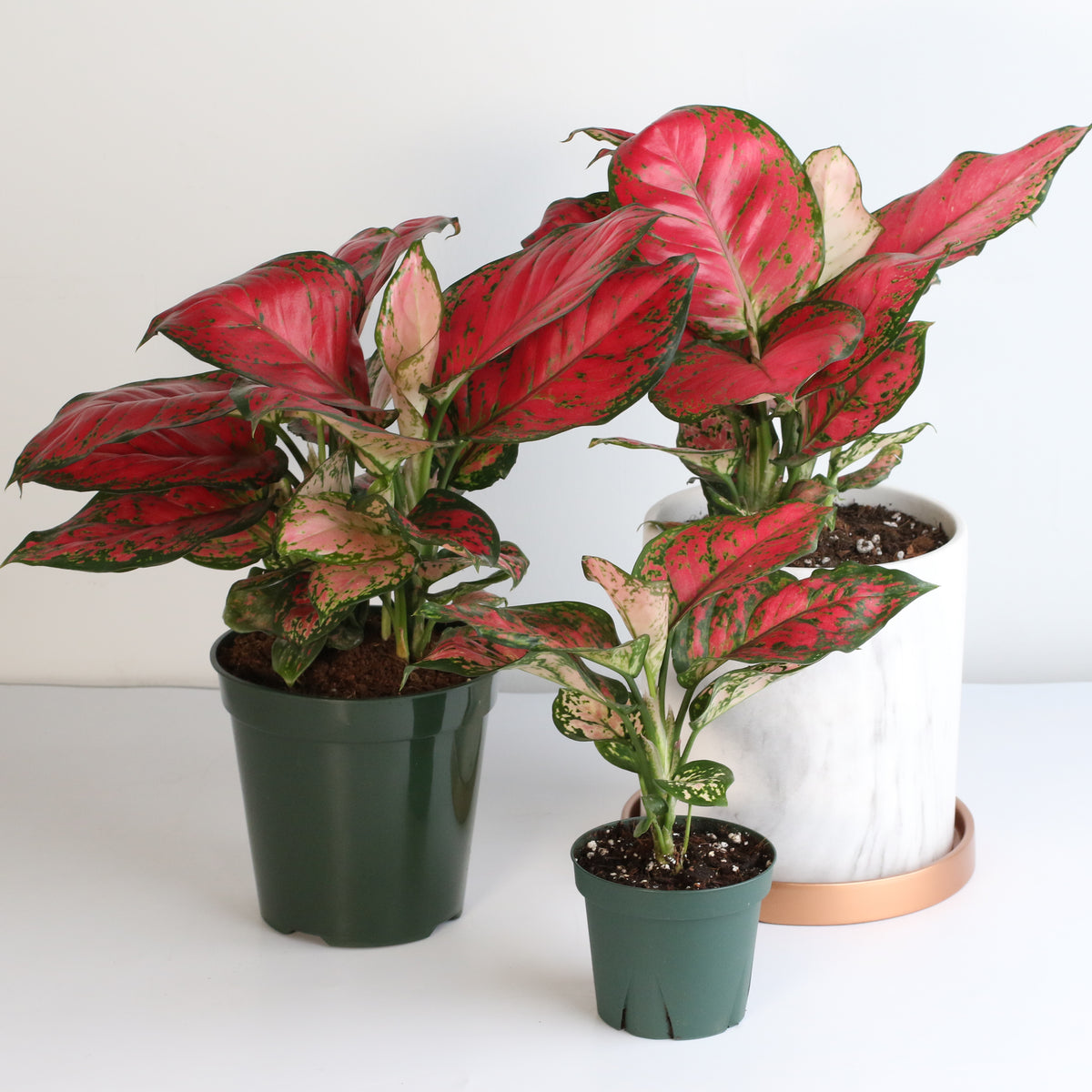 Aglaonema 'Wishes' Pink Plant