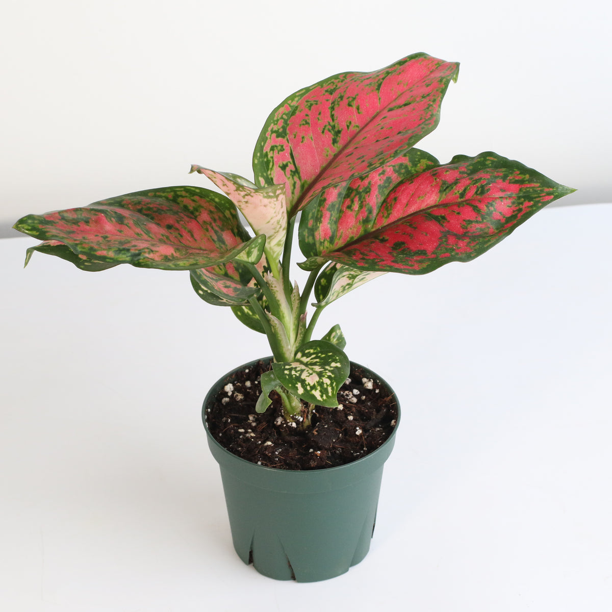 Aglaonema 'Wishes' Pink Plant