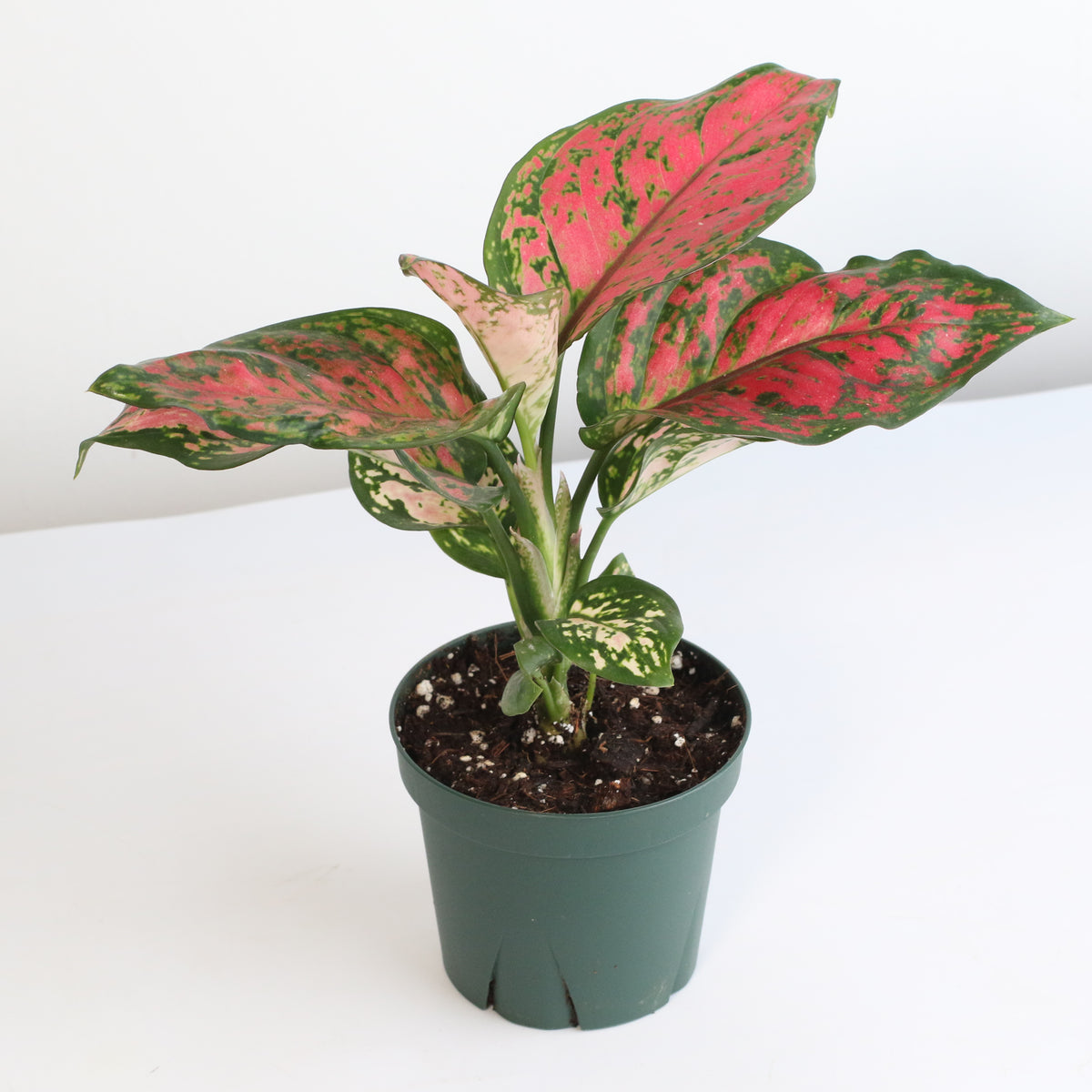 Aglaonema 'Wishes' Pink Plant