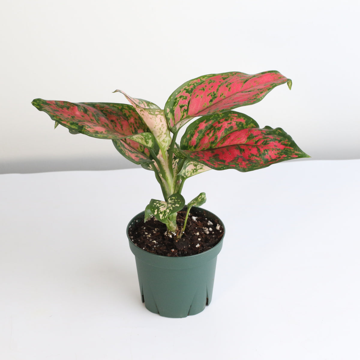 Aglaonema 'Wishes' Pink Plant