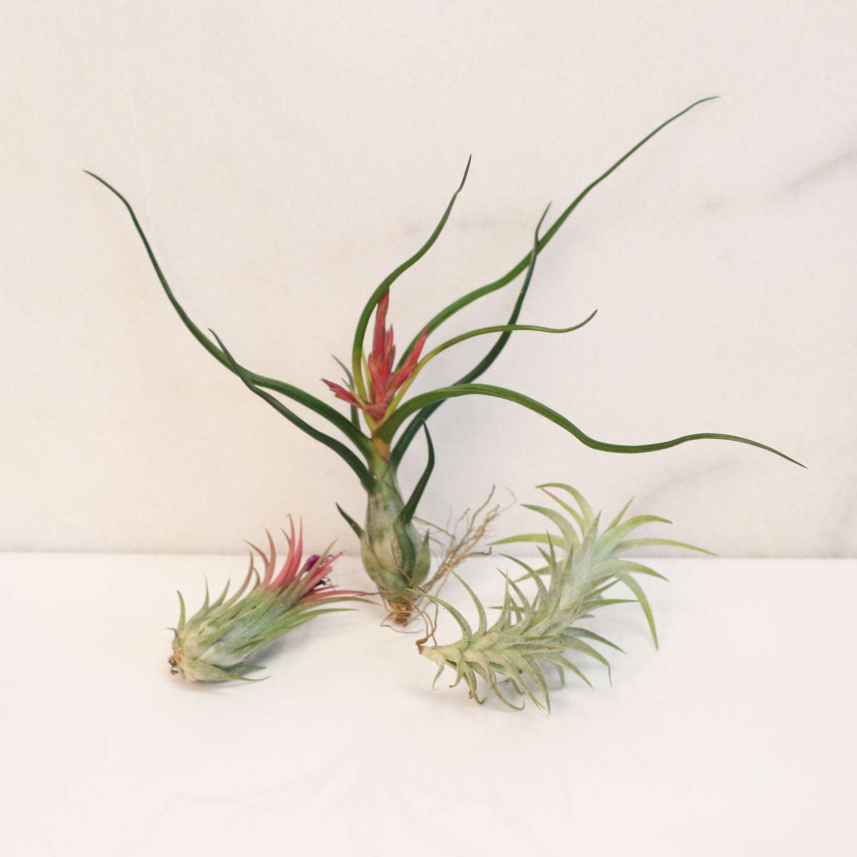 Air plants Bundle