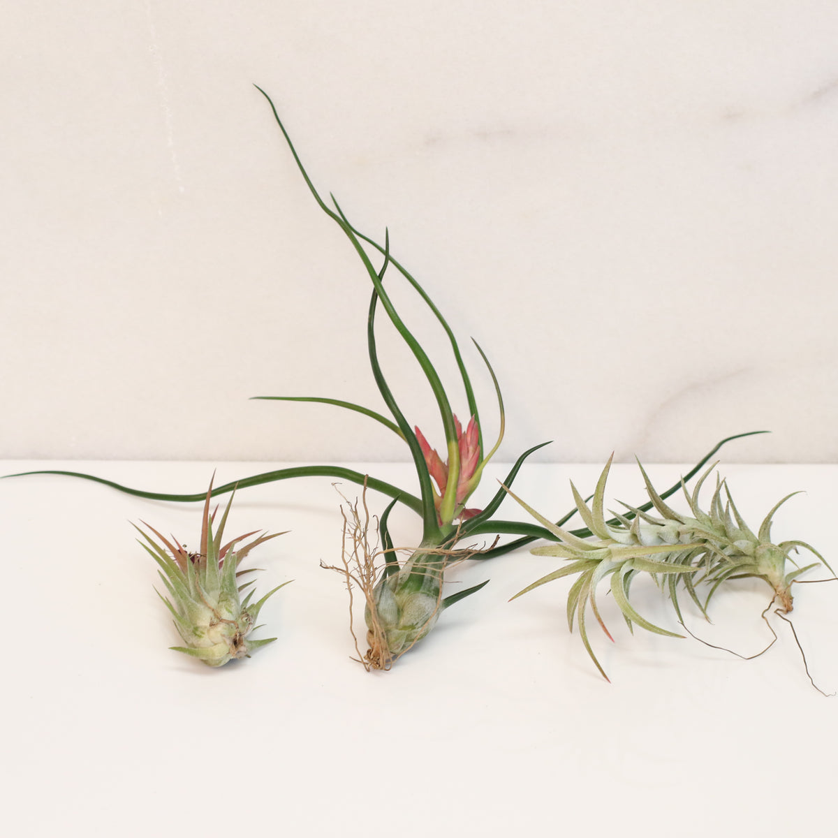 Air plants Bundle