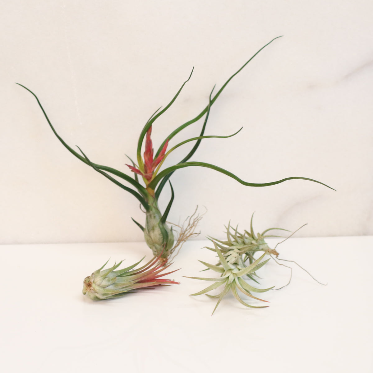 Air plants Bundle
