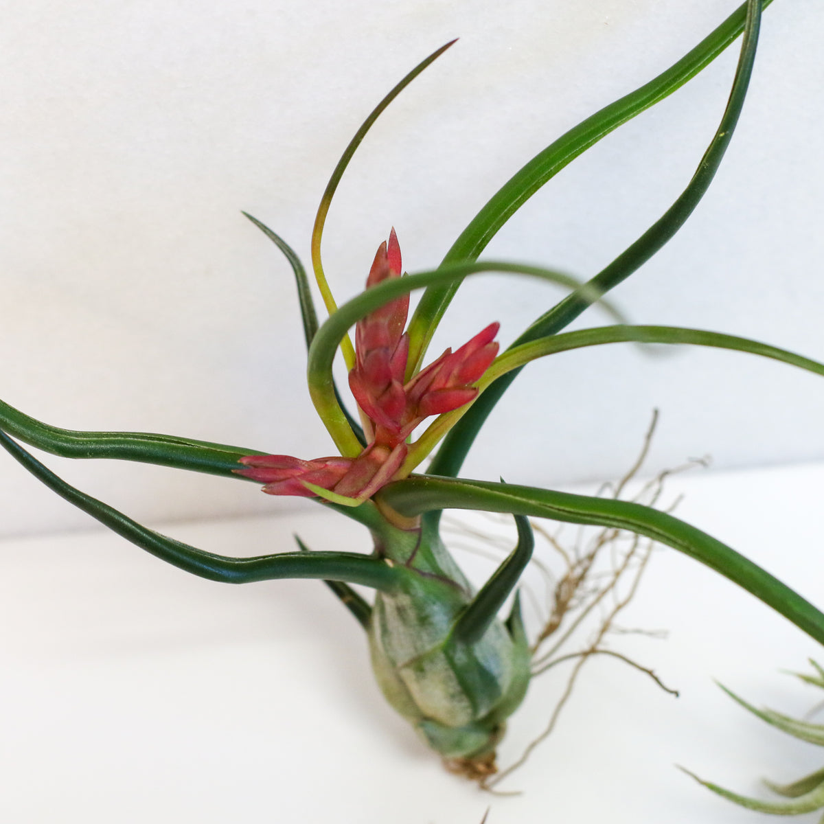 Air plants Bundle