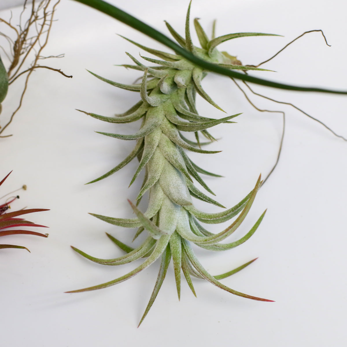 Air plants Bundle