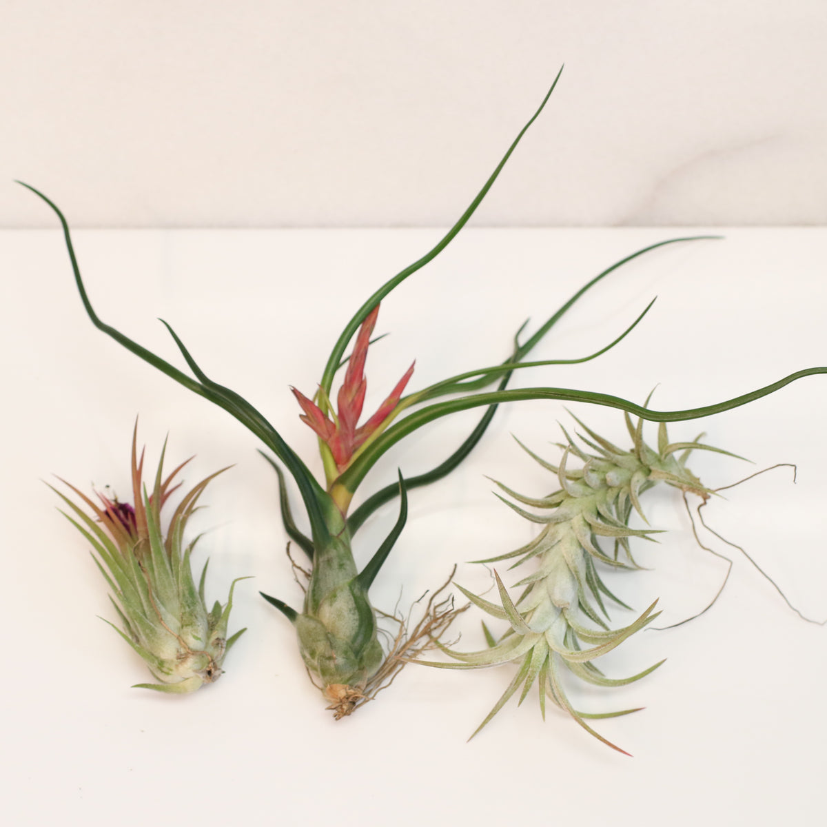 Air plants Bundle