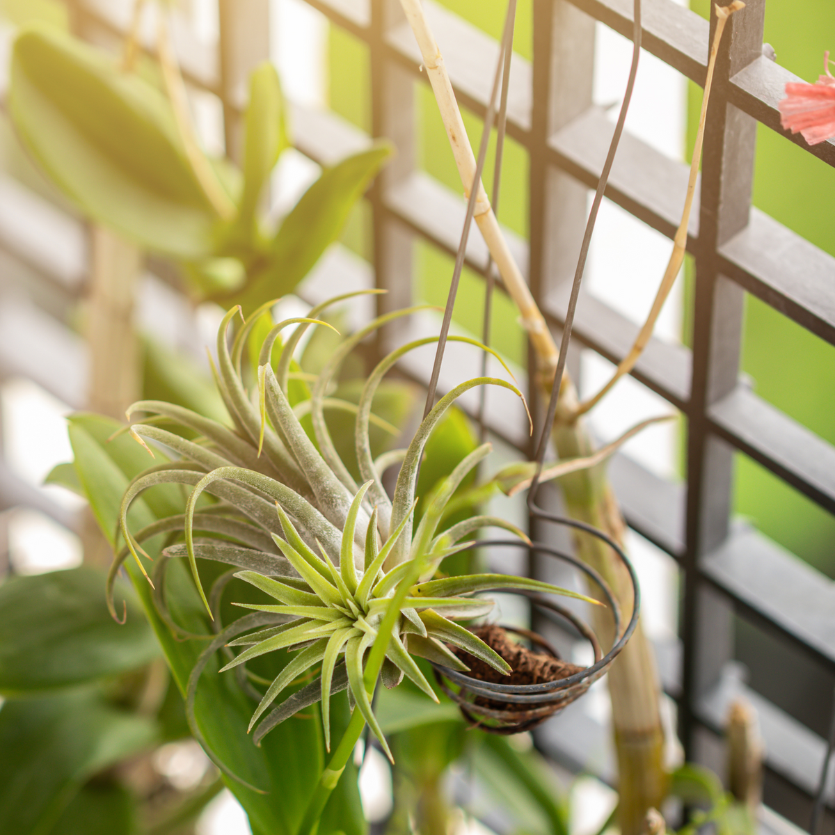 Tillandsia Air Plant