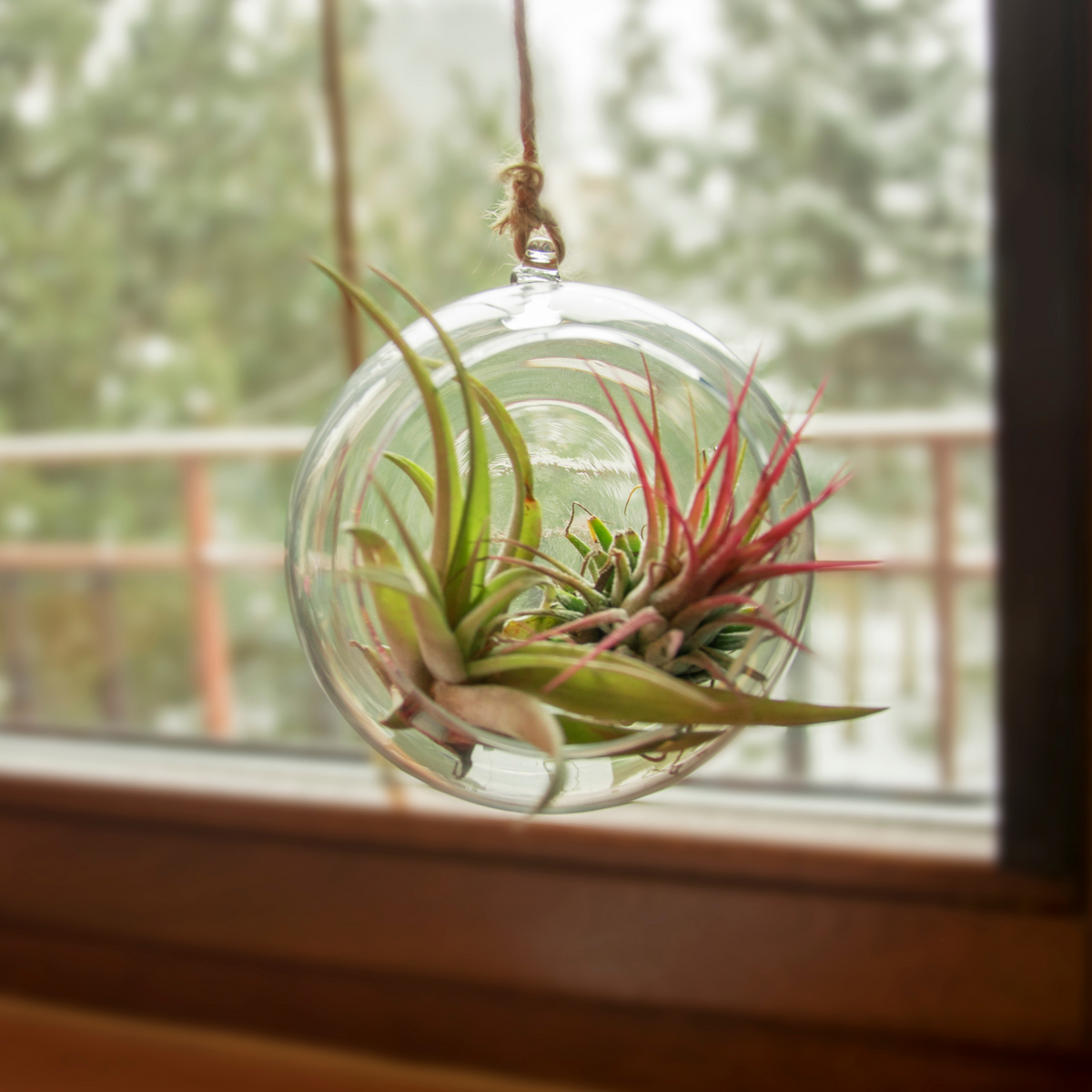 Tillandsia Air Plant