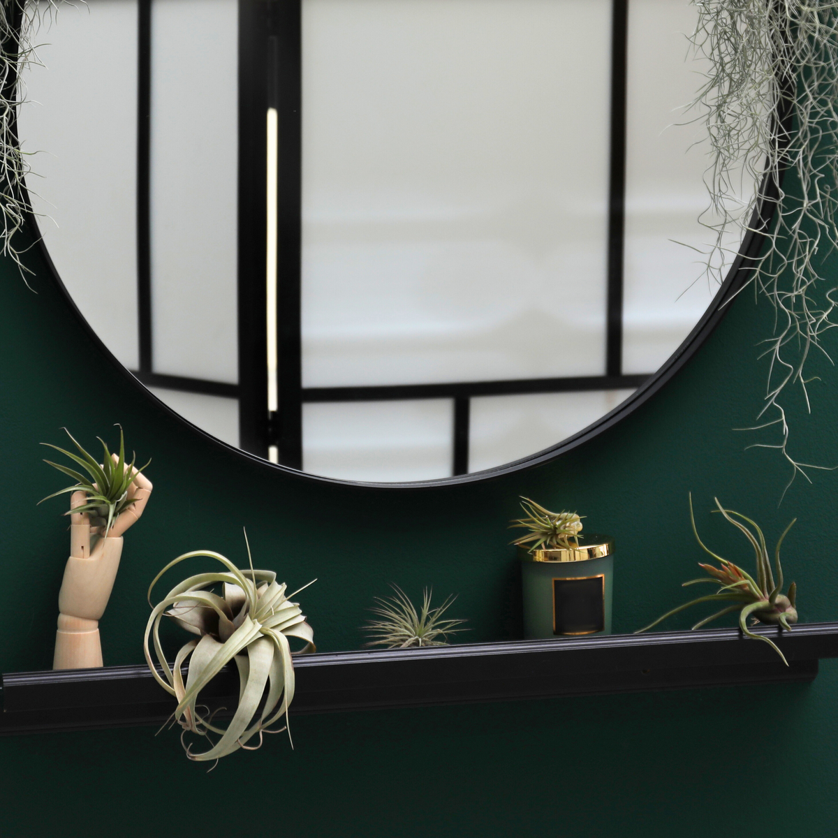 Tillandsia Air Plant