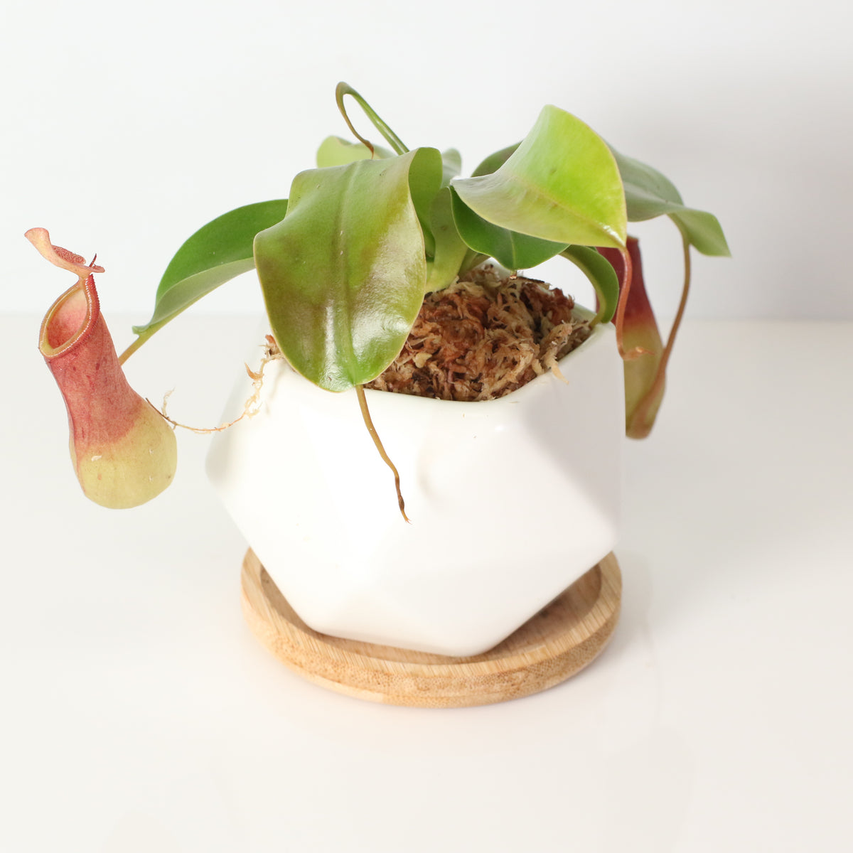 Tropical Pitcher Plant Nepenthes Alata Carnivorous