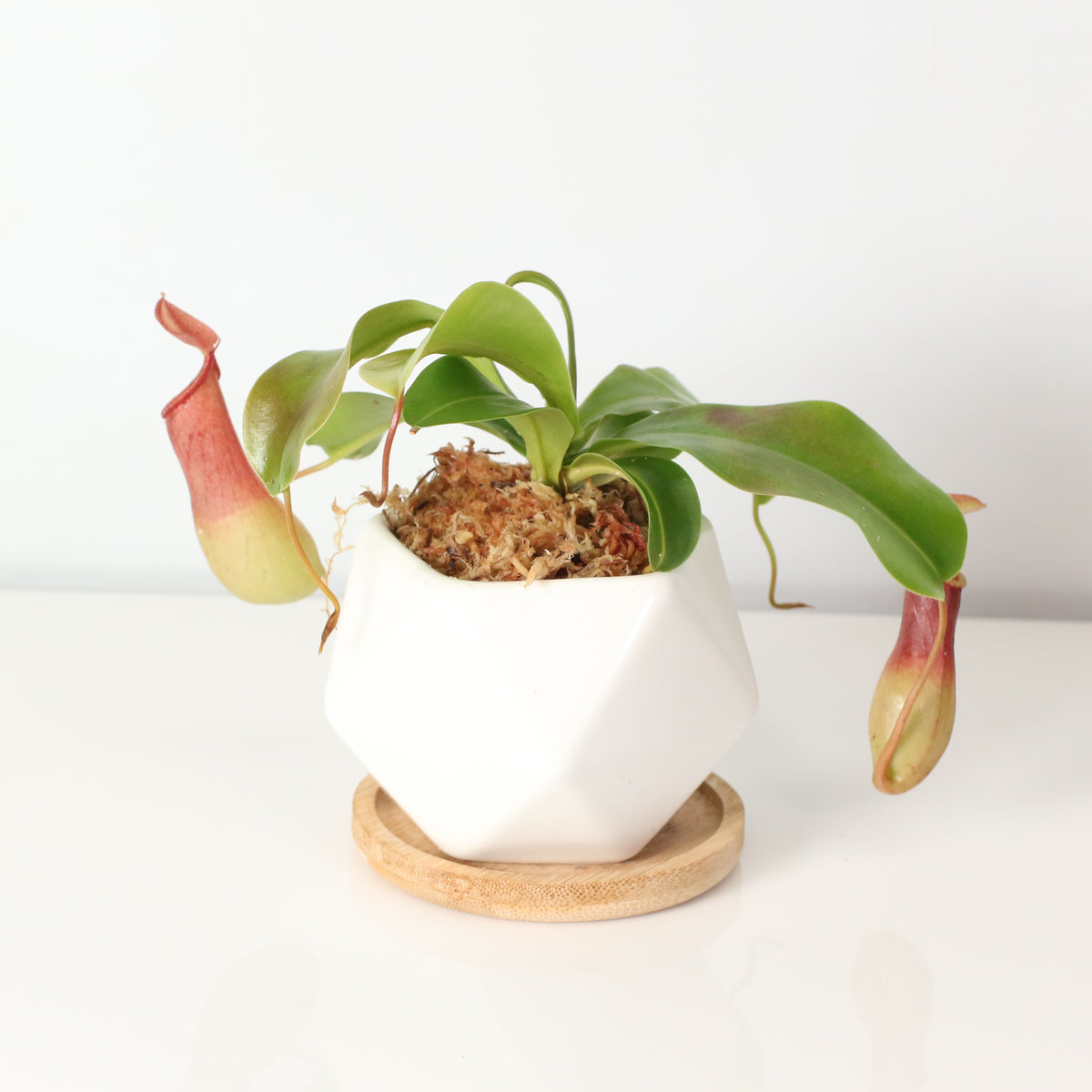 Tropical Pitcher Plant Nepenthes Alata Carnivorous