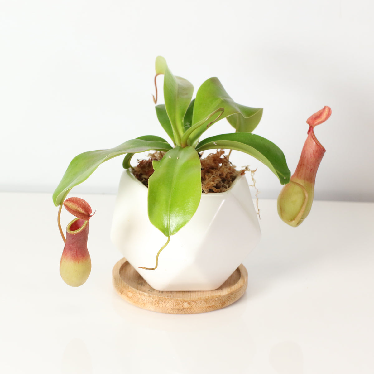 Tropical Pitcher Plant Nepenthes Alata Carnivorous