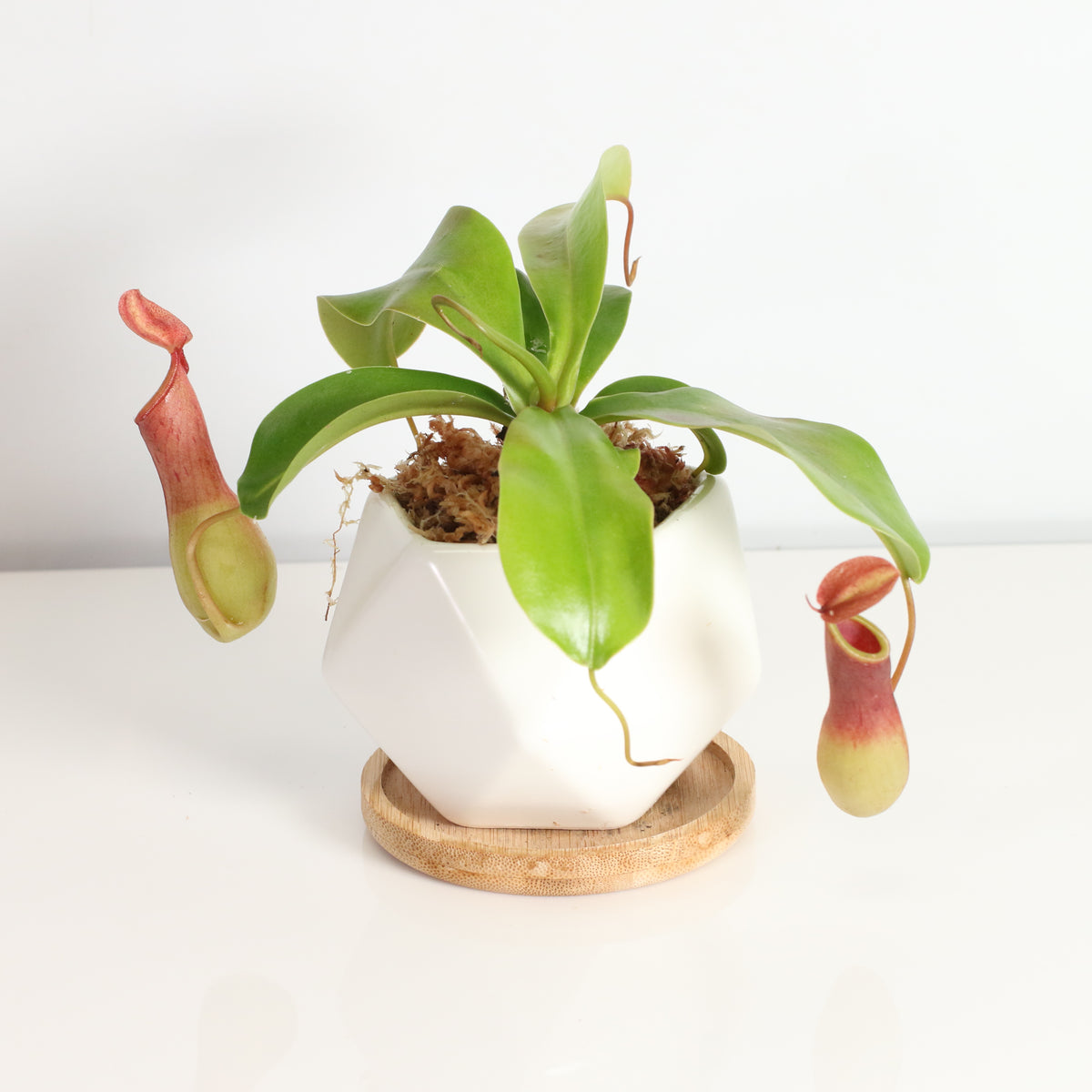 Tropical Pitcher Plant Nepenthes Alata Carnivorous