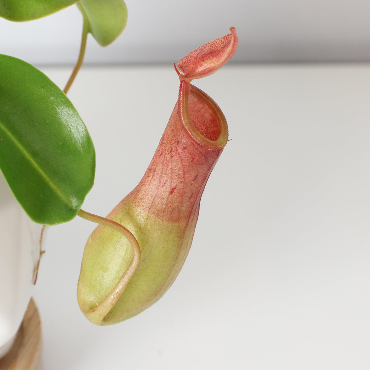 Tropical Pitcher Plant Nepenthes Alata Carnivorous