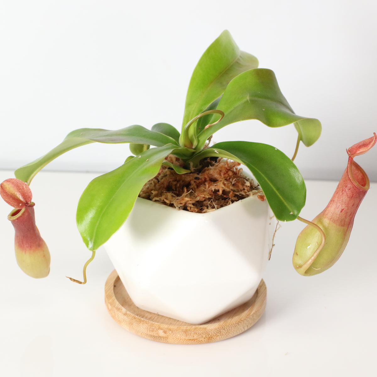 Tropical Pitcher Plant Nepenthes Alata Carnivorous