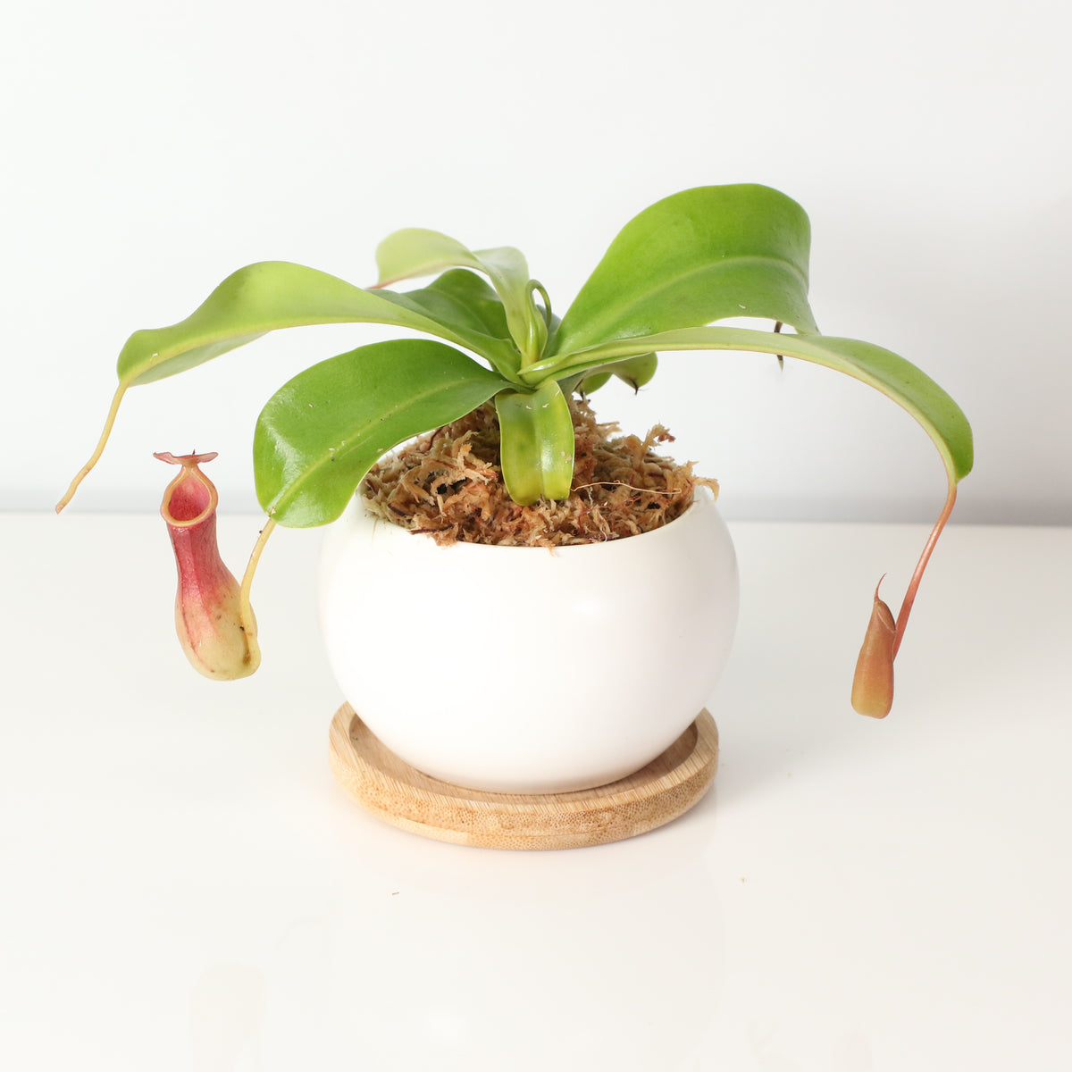 Tropical Pitcher Plant Nepenthes Alata Carnivorous