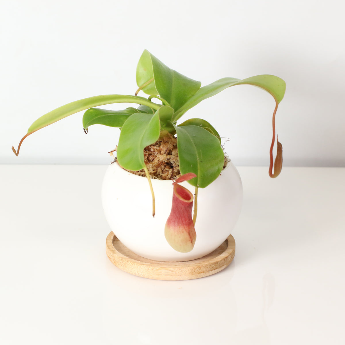 Tropical Pitcher Plant Nepenthes Alata Carnivorous