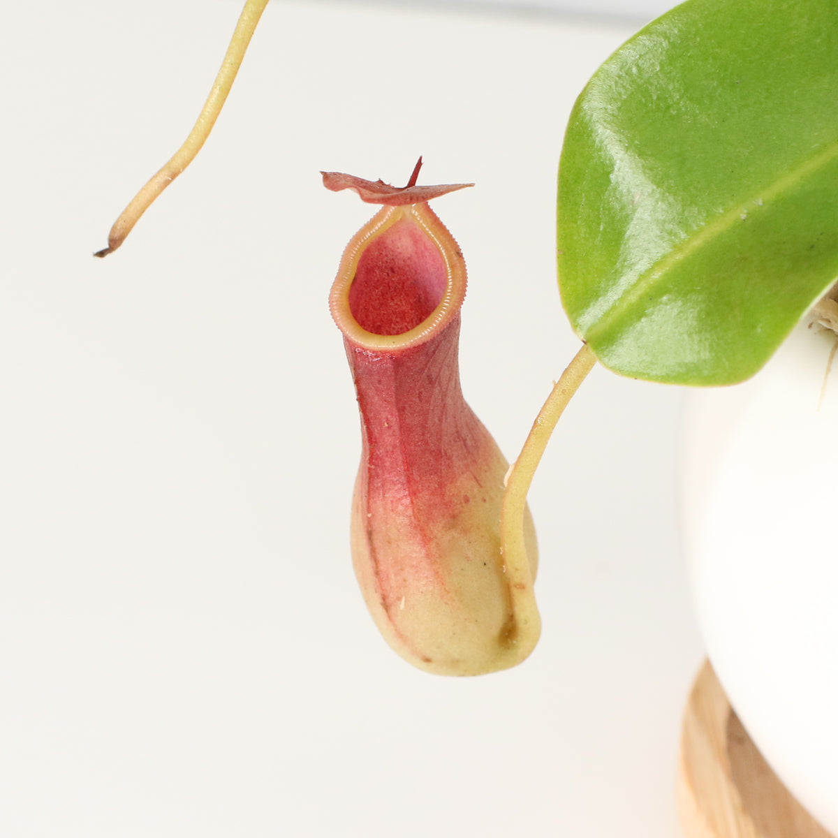 Tropical Pitcher Plant Nepenthes Alata Carnivorous